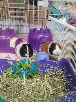 Rescue Guinea Pig Guinea Pigs for Adoption in Crystal Lake, Illinois - Meridia | PetCurious